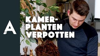 Kamerplanten verpotten zo geef je planten extra groeikracht I Een groener thuis 08 I Angelo Dorny [upl. by Jacki]