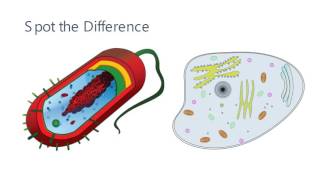 Prokaryotic Cells  Introduction and Structure  Post 16 Biology A Level PreU IB AP Bio [upl. by Ardaed769]