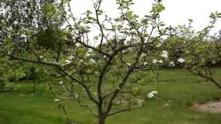 Which apples to plant blossom groups and biennial cropping [upl. by Merceer265]