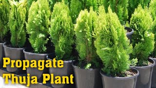 Grow Thuja Plant  How to Propagate Thuja Plant Thuja Occidentalis Emerald Green Arborvitae [upl. by Netsirhc162]