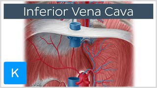 Inferior vena cava  Anatomy Branches amp Function  Human Anatomy  Kenhub [upl. by Roos465]