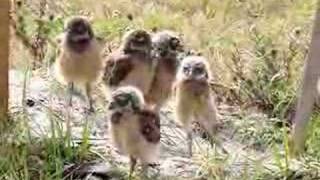 Burrowing Owls group with music 2nd attempt [upl. by Anilet]