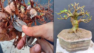 Why did I change the soil of the Ficus Racemosa bonsai [upl. by Robison]