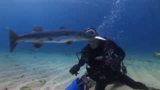 CAPT SLATES CREATURE FEATURE DIVE KEY LARGO FLORIDA [upl. by Celestia]