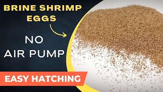 How to hatch Brine Shrimp Eggs WITHOUT AIR PUMP  How to hatch Artemia  SIMPLE method  artemia [upl. by Flessel]