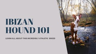 Ibizan Hound 101 Unraveling the Graceful and Independent Breed [upl. by Clarhe912]