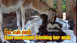 Detik detik kambing mau ber anakMenangani kambing beranak [upl. by Maillliw434]