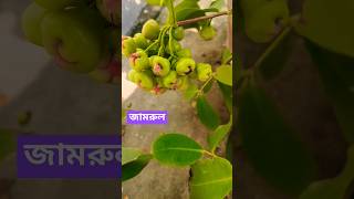 জামরুল গাছের পরিচর্যা  How to grow and care Water Apple plant in pot  viralshort [upl. by Aynor314]