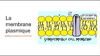 04 La Membrane Plasmique [upl. by Nilat46]