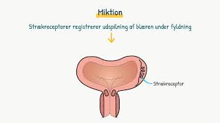 Nyrer og urinveje Miktion [upl. by Abih853]