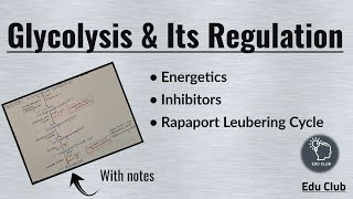 Glycolysis  Regulation  Energetics  Carbohydrate metabolism  Biochemistry [upl. by Anirtek]