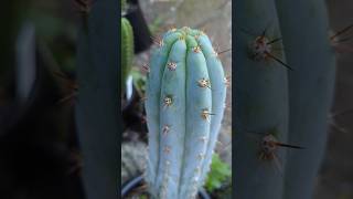 Trichocereus Peru  Dawsons Peru 2quot grafted to PC pachanoi trichocereus cactus plants [upl. by Matthaus]