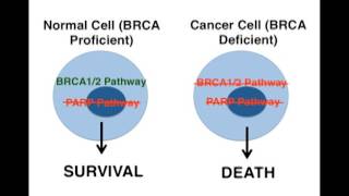 Mechanisms of PARP Inhibition A Mode of Targeted Cancer Treatment [upl. by Didi]