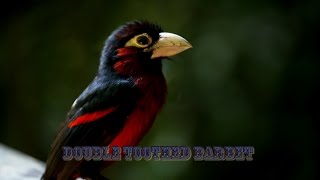 Double toothed Barbet [upl. by Merry]