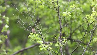 Rokitniczka Acrocephalus schoenobaenus eng Sedge warbler [upl. by Nyladnor]