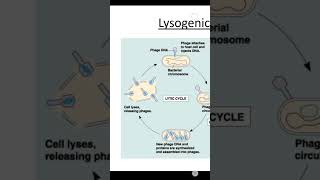 Lysogenic and Lytic cycle Life cycle of BacteriophagesDiagram of Lytic amp Lysogenic cycle botany [upl. by Freddy]