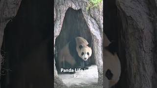 Panda in the Rain Under a TreePanda Life in the Rain [upl. by Hugo]