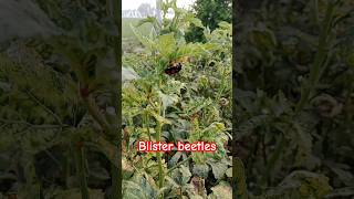 BlisterBeetle📿produce cantharidin [upl. by Hermes]