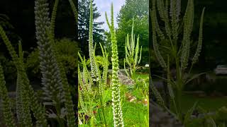 A great native plant to attract wild life Culvers root garden flowers gardenflowers nature [upl. by Linnette683]