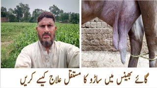 Mastitis in cows and Buffalo  saroo ka ilaj Dr M Sattar Ahmed Rajpoot [upl. by Christopher473]