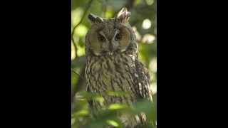 Asio otus Longeared owl 1 Mating call of male [upl. by Schaumberger481]