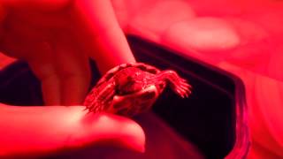 Baytril feed orally Respiratory infection Baby turtle [upl. by Killion130]