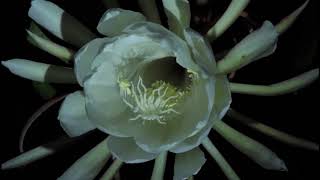 Queen of the Night Cactus Epiphyllum oxypetalum Night Blooming Cereus 8423 [upl. by Ylrebme184]