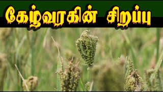 eleusine coracana கேழ்வரகின் சிறப்பு ragi [upl. by Anawt]