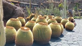 Jardín De Cactus Guatiza Lanzarote en guagua [upl. by Jovitta]