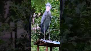 shoebill bird short viralvideos trending sciencefacts factshoebill [upl. by Staley480]