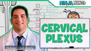 Neurology  Cervical Plexus [upl. by Sivlek]