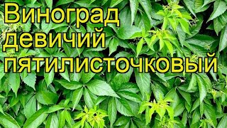 Виноград девичий пятилисточковый Краткий обзор описание характеристик parthenocissus quinquefolia [upl. by Peggie]