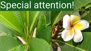 Plumeria plant care in monsoon  How to save frangipani plants from root rot [upl. by Maurene385]