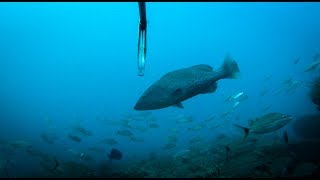 Spearfishing Catch Clean Cook White bread Tacos with Sambal Aioli [upl. by Swainson]