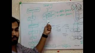 NEUROANATOMY pyramidal and extrapyramidal system [upl. by Nykal941]