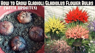 How to Grow GladioliGladiolus Flower Bulbs FAST N EASY [upl. by Aramoj480]