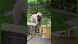 Irish Wolfhound vs Scottish Deerhound  Which One is Right for You shorts [upl. by Fidelity]