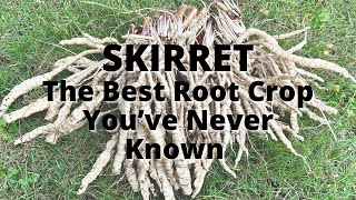 Skirret The Vegetable You Never knew You Needed [upl. by Annaicul]