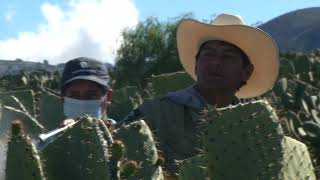 El Nopal Tunero  Documental CULTIVOS EJEMPLARES DRAGON SoyDragon [upl. by Leopold]