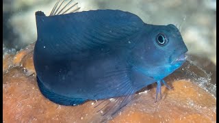 Facts The Blenny [upl. by Eelytsirk]