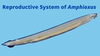 Reproductive System of Amphioxus [upl. by Nikolos]