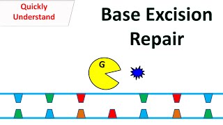 Nucleotide excision repair  NER  DNA repair mechanism animation xeroderma pigmentosum DNA repair [upl. by Lamar]