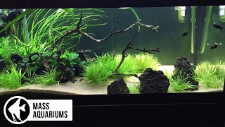 40 Gallon Breeder Planted Tank Propagation of Blyxa Japonica [upl. by Bentley923]