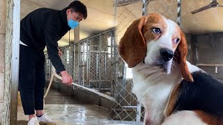 During The Peak Period Of Stray Dog ​​Infection Dayao Cleans The Yard To Ensure Safety [upl. by Suhcnip]