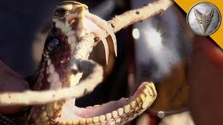 Insane Fangs of the Eastern Diamondback Rattlesnake [upl. by Rhynd]