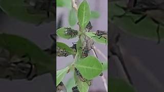 Flies in Leaves shorts short ytshorts viral trending flies [upl. by Enineg420]