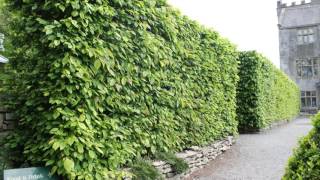 A focus on Hornbeam hedging All you need to know about Carpinus betulus [upl. by Stirling]