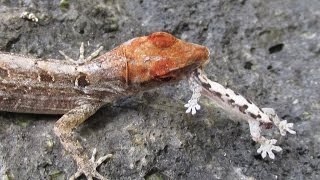 Brown Anole Lizard Eating a Gecko [upl. by Ennagrom]