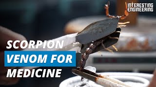 How to Milk Scorpions to Use Their Venom as Medicine [upl. by Jerrome]