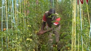 ON THE FARM Cherop reaps big from innovative tomato growing method [upl. by Eilahs]